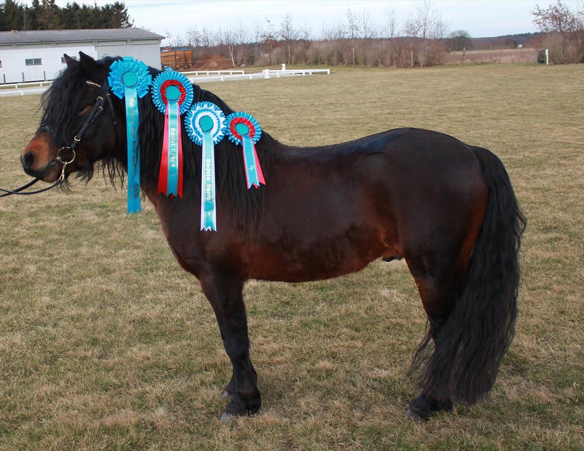 Dartmoor # Flying Pokemon AVLSHINGST # - Mountain & Moorland Wintershow 2012
Pokemon løb med titlerne; Res. Best In Show 2012, Senior Champ., Bedst i racen, samt en bedømmelse på 10-9-9-9-10 og nr. 1 i hans hold. billede 10