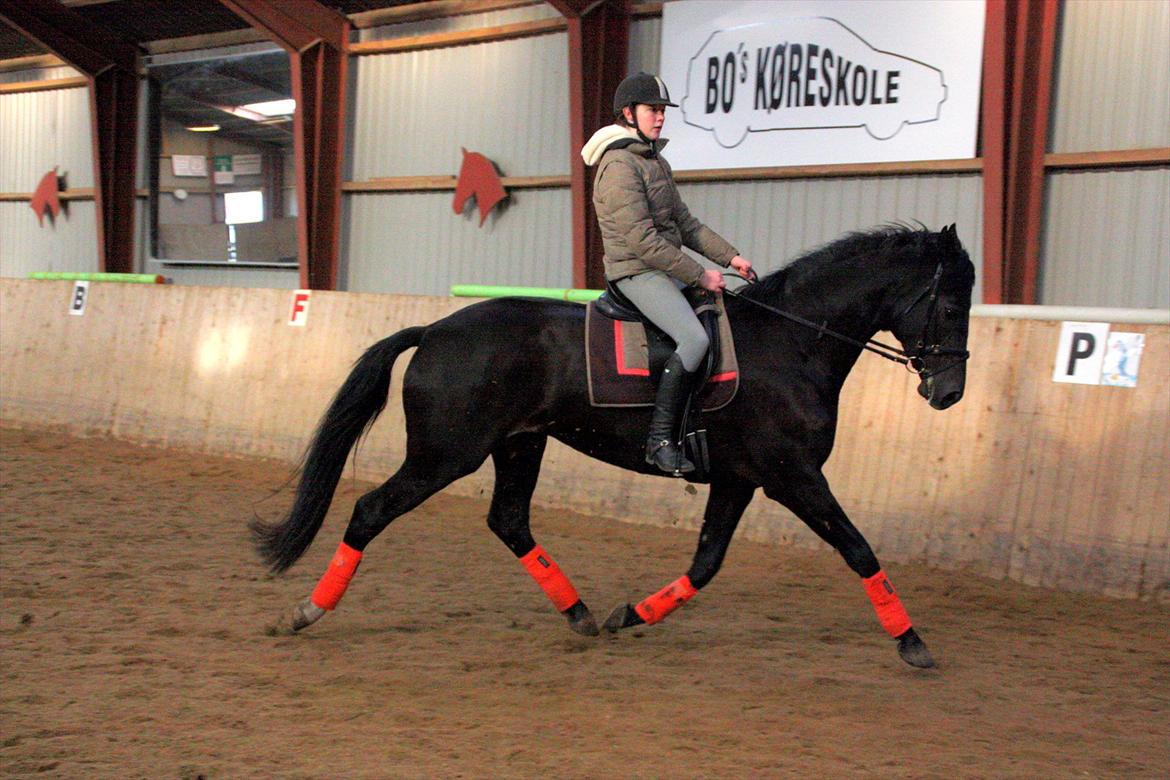 Dansk Varmblod Clarissa billede 7