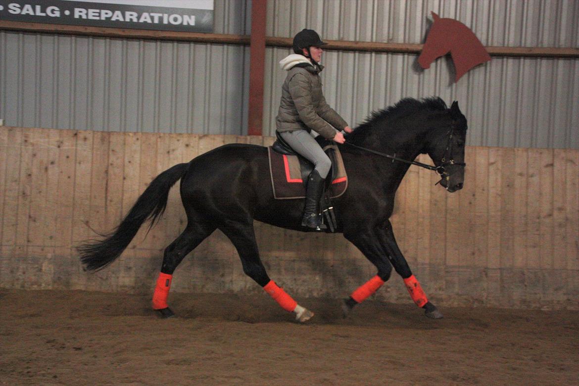 Dansk Varmblod Clarissa billede 8