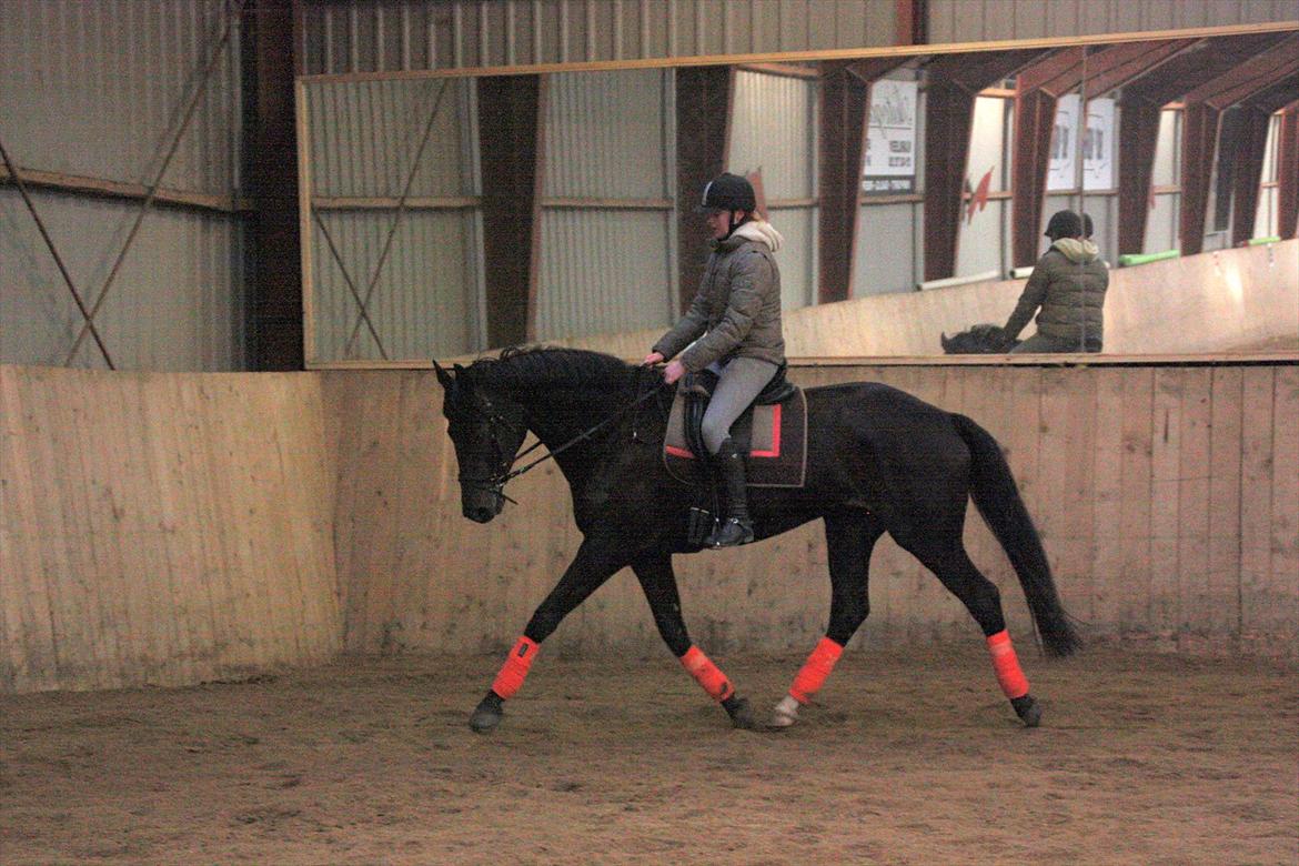 Dansk Varmblod Clarissa billede 9