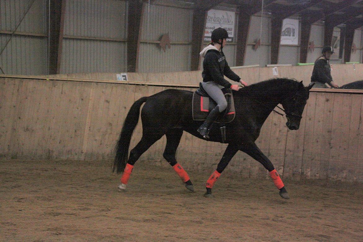 Dansk Varmblod Clarissa billede 10