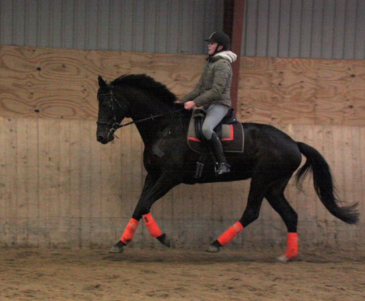 Dansk Varmblod Clarissa billede 11