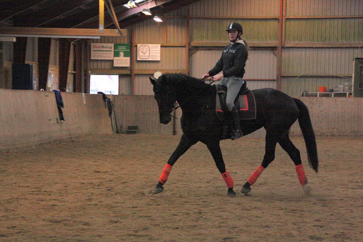 Dansk Varmblod Clarissa billede 12