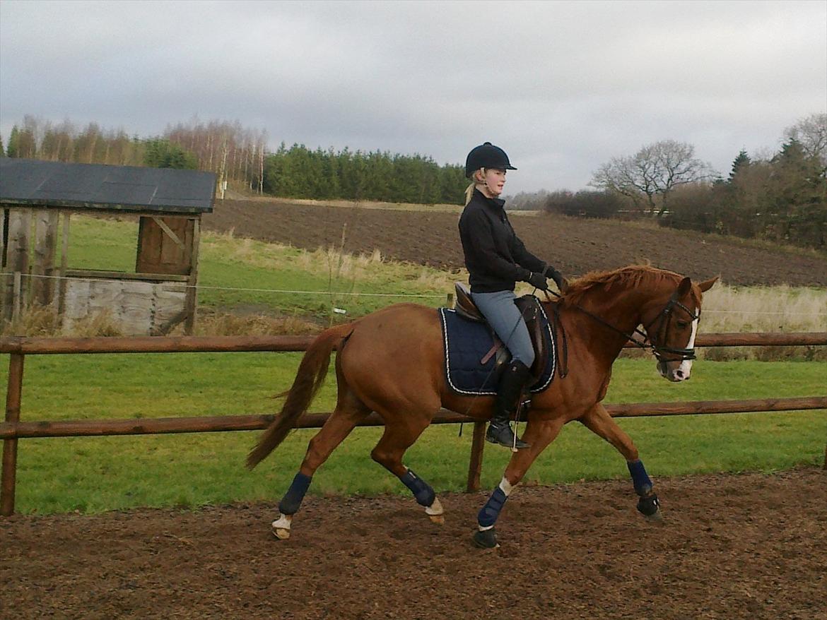 Tysk Sportspony New Tabasco B-pony billede 6