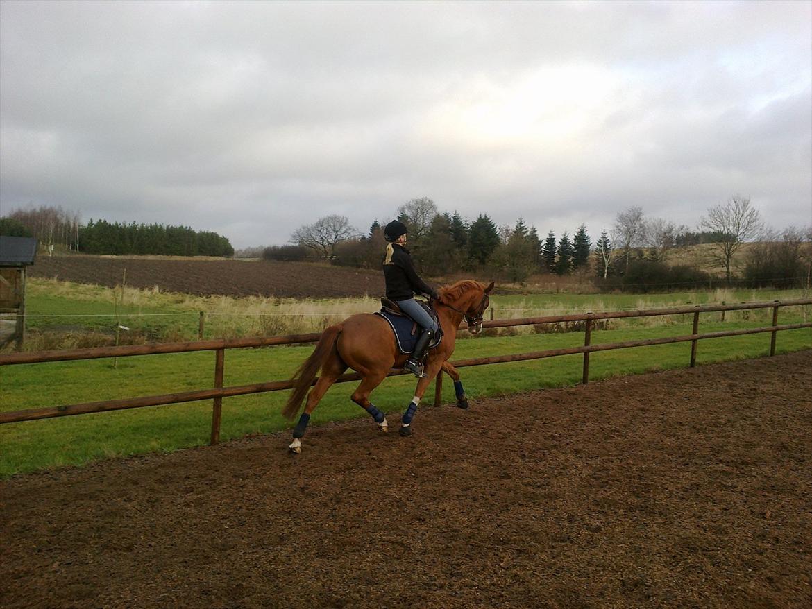 Tysk Sportspony New Tabasco B-pony billede 7