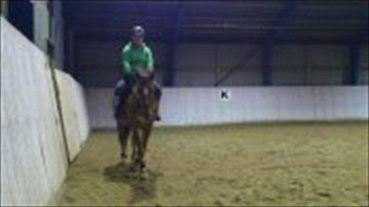 Anden særlig race Lukas Kashmir billede 15