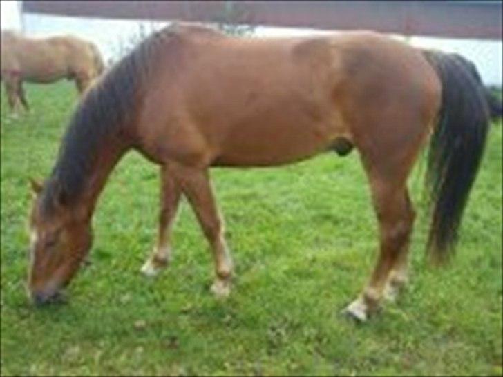 Anden særlig race Lukas Kashmir billede 16