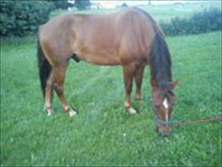 Anden særlig race Lukas Kashmir billede 17