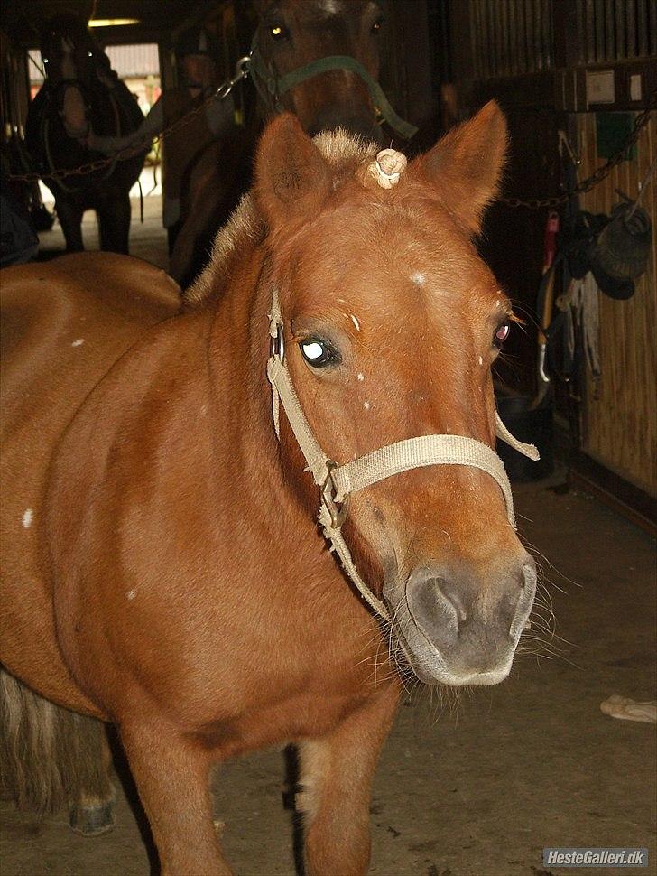 Shetlænder Snefnug(passepony) - Smuksakken:D<3 
Taget: af Simone Østergård billede 16