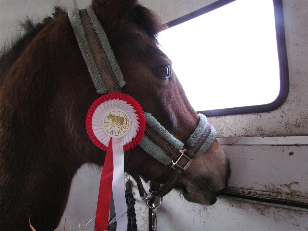 Anden særlig race Bitteby's Tulle.  - "En hund ser op til mennesket. En kat ser ned på mennesket. Men en tålmodig hest kigger mennesket ind i øjnene og ser vedkommende som en ligeværdig" billede 7