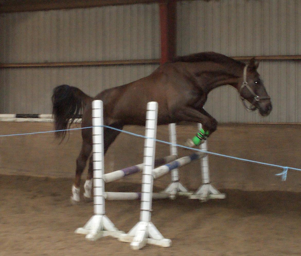 Dansk Varmblod Linkin´ Park - løshop for første gang billede 19