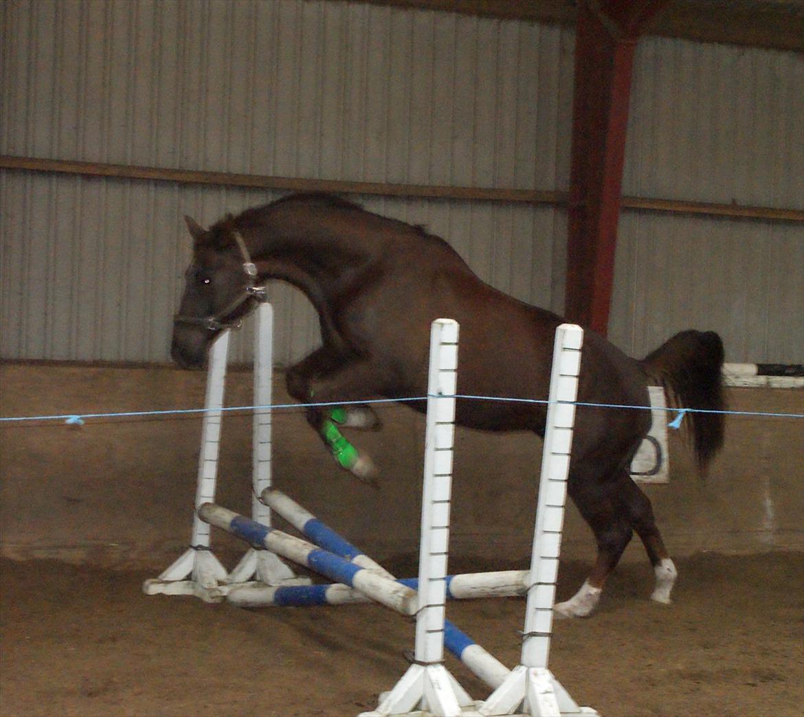 Dansk Varmblod Linkin´ Park - løshop den anden vej :) billede 20