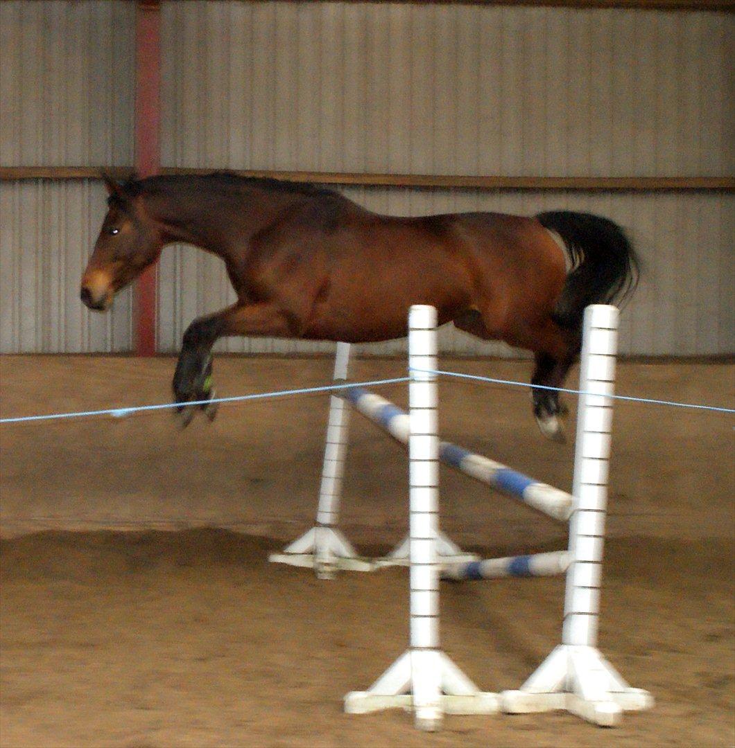 Dansk Varmblod Coffee Cup - løshop 110 cm billede 13