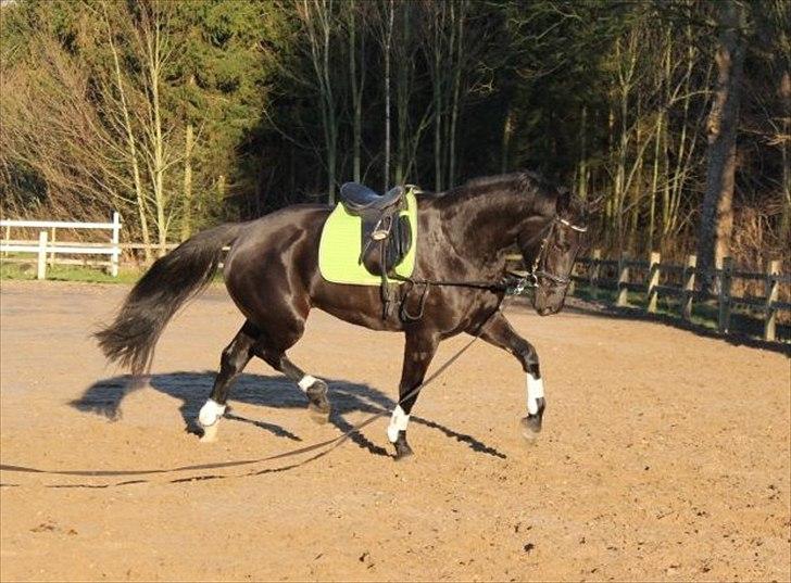 Anden særlig race Monique billede 9