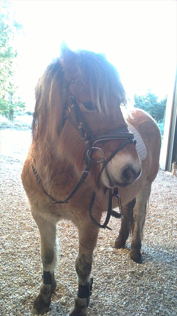 Fjordhest Maltus - 2011 billede 15
