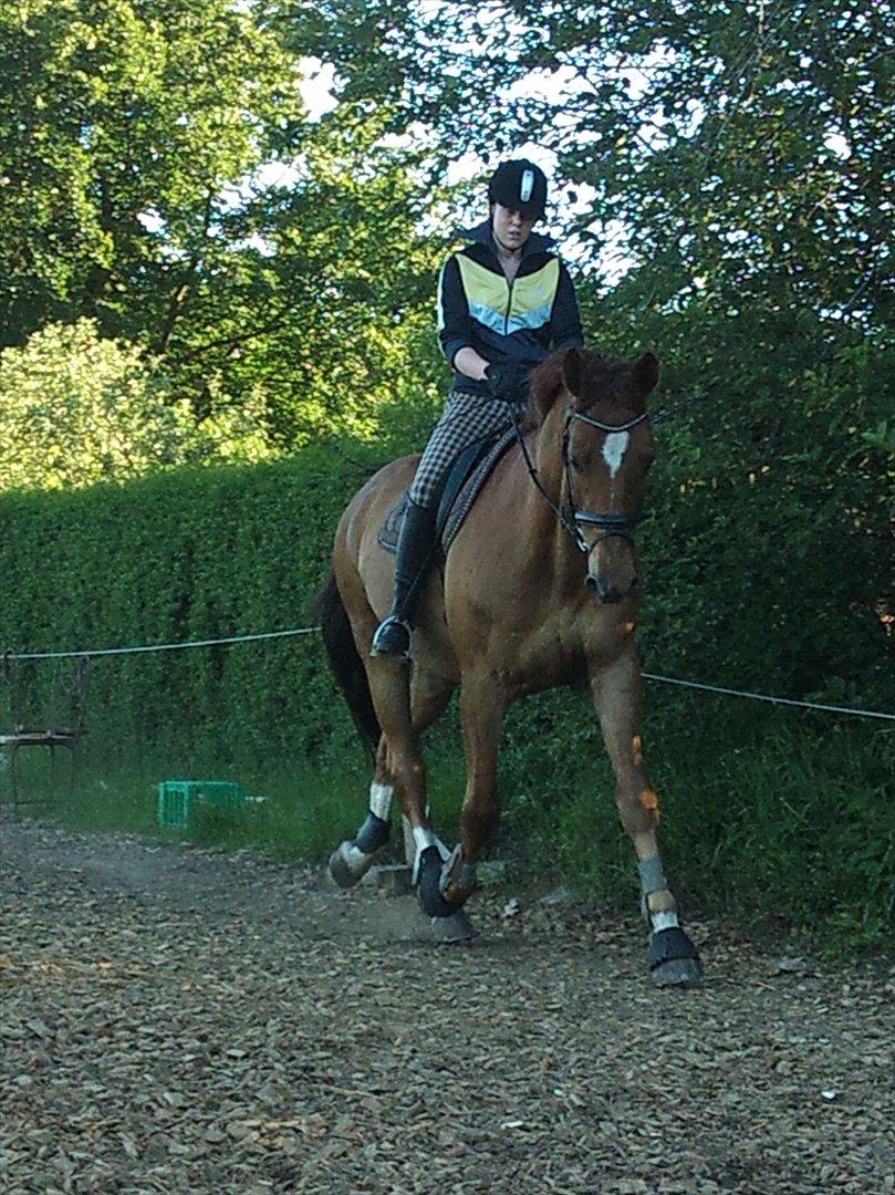 Dansk Varmblod Kielsgaardens Patug R.I.P billede 7