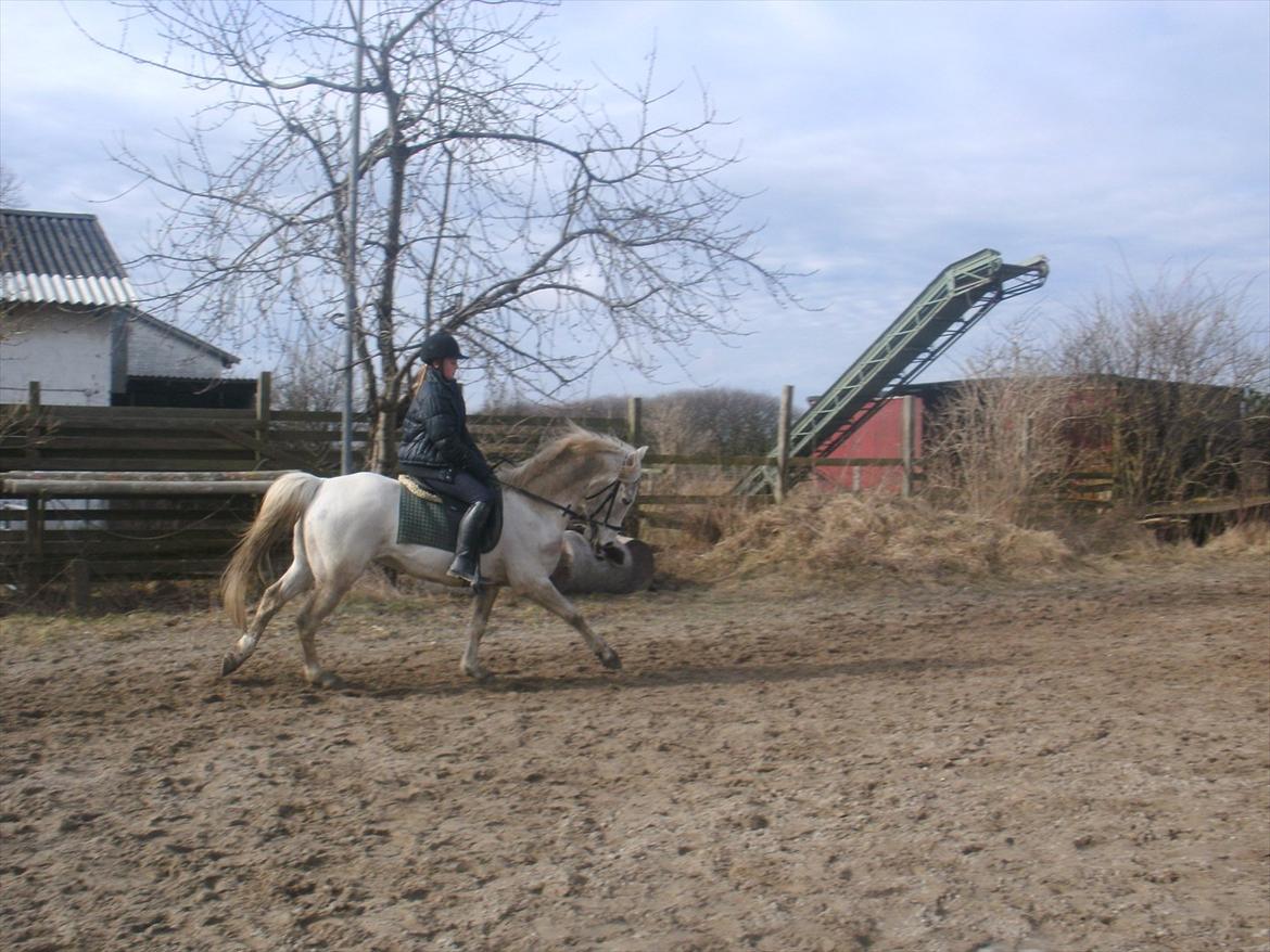 Hollandsk Sportspony Grey hound - Piaf med ponzen:-* billede 4