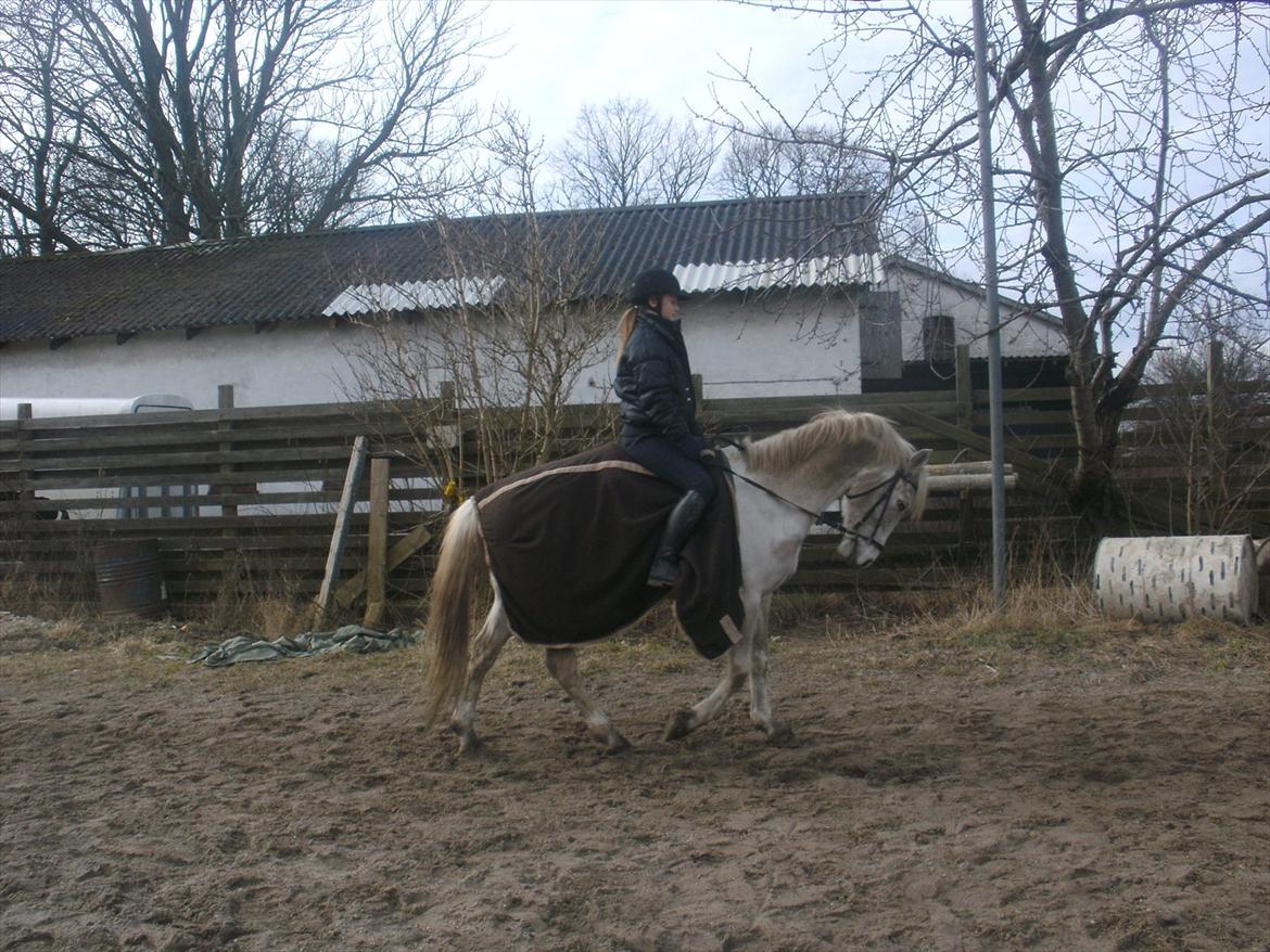 Hollandsk Sportspony Grey hound - Farvel:-P
-Skriv gerne en kommentar!(-;
FLERE BILLEDER KOMMER! billede 19