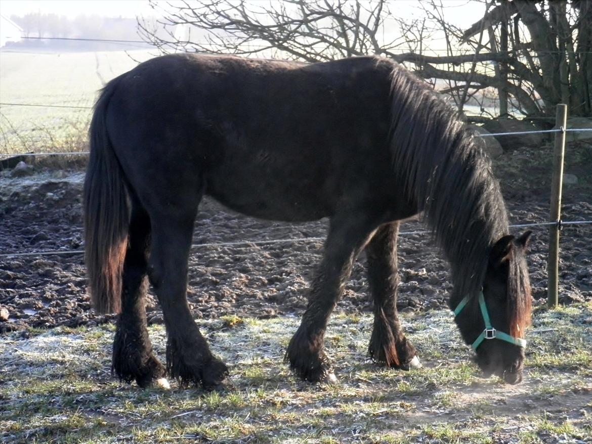 Barockpferd Diablo - Diablos yndlingsbeskæftigelse..at spise. billede 9