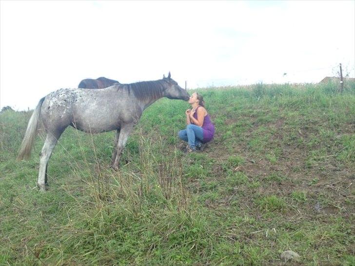 Knabstrupper elmelunds lua lani solgt billede 3