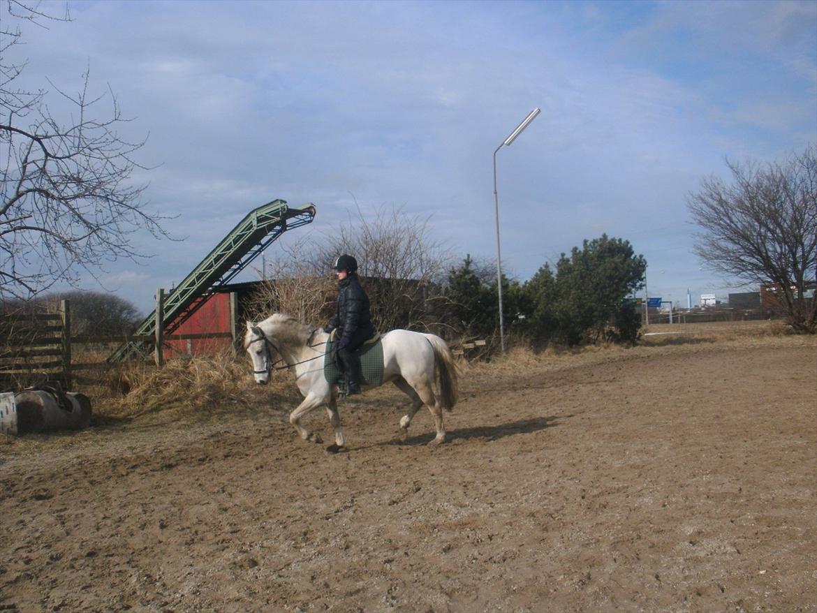 Hollandsk Sportspony Grey hound - JEG ELSKER DIG! billede 6