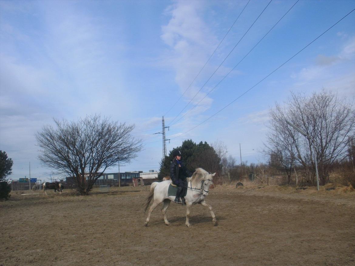 Hollandsk Sportspony Grey hound - Dressur på ham den dejlige!(-; billede 7