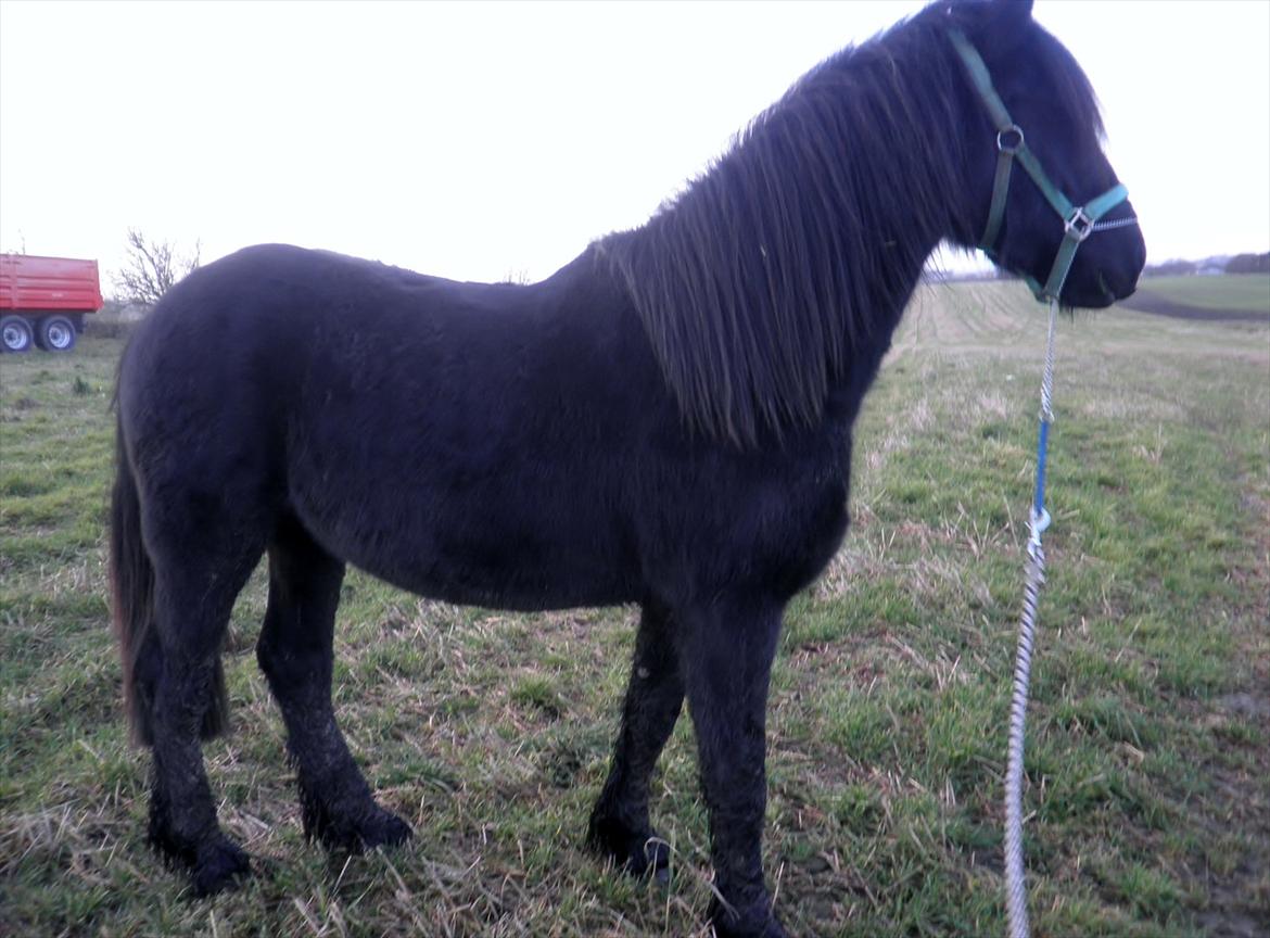 Barockpferd Diablo billede 10