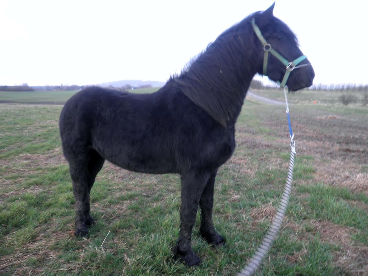 Barockpferd Diablo - Diablo følger altid med i hvad der sker omkring ham. billede 11