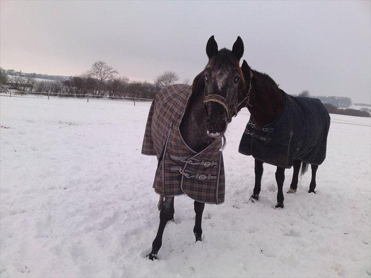Knabstrupper elmelunds lua lani solgt billede 4