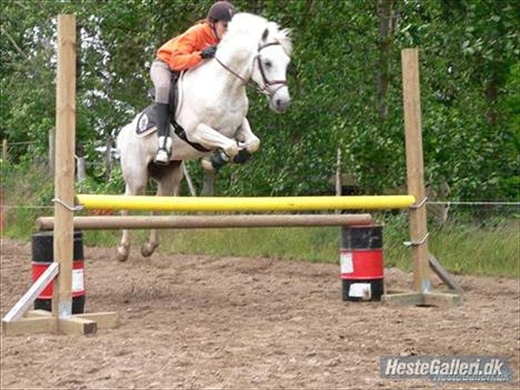 Hollandsk Sportspony Grey hound - Pony springer(-;
-btw. Det er taget fra hans ejer da jeg ikke har fået taget billeder af når jeg springer på ham endu<'3 billede 2