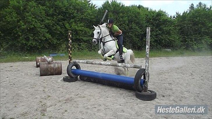 Hollandsk Sportspony Grey hound - Pony springer!(-;
-btw. Det er taget fra hans ejer da jeg ikke har fået taget billeder af når jeg springer på ham endu<'3 billede 9