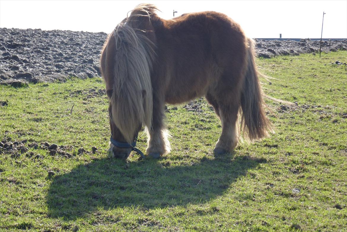 Shetlænder olfert billede 2