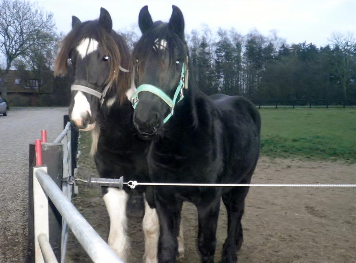 Barockpferd Diablo - Diablo stod de første 1,5 år sammen med en anden hingst af samme blanding, men de er ligeså forskellige af udseende, som af sind. billede 12