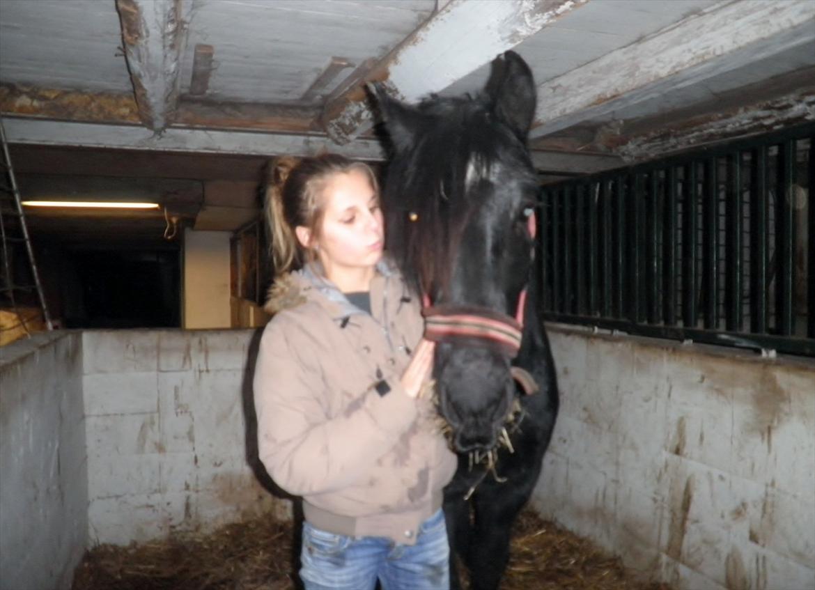 Barockpferd Diablo - Min yngste datter Cathrine og Diablo.   billede 13