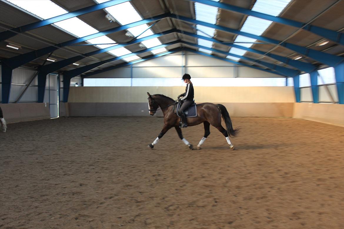 Hollandsk Varmblod Bonita billede 19