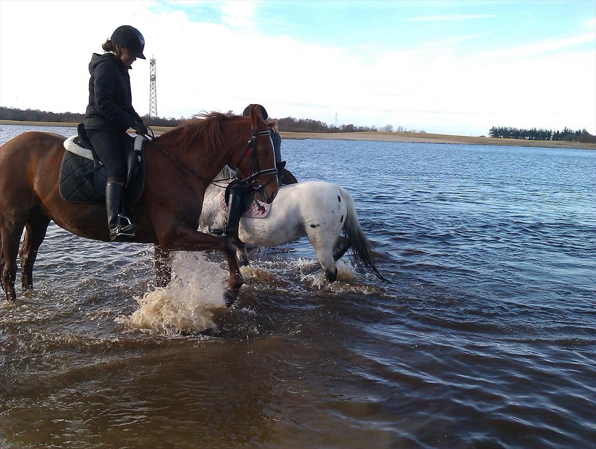 Dansk Varmblod Stedets Leda (Lille Liden) *Min øjesten* - En lørdag hvor vi var på galop og hygge tur til Julstrupsø! I starten var jeg så nervøs, goodt du kunne passe på mig! 3/3 2012 billede 13