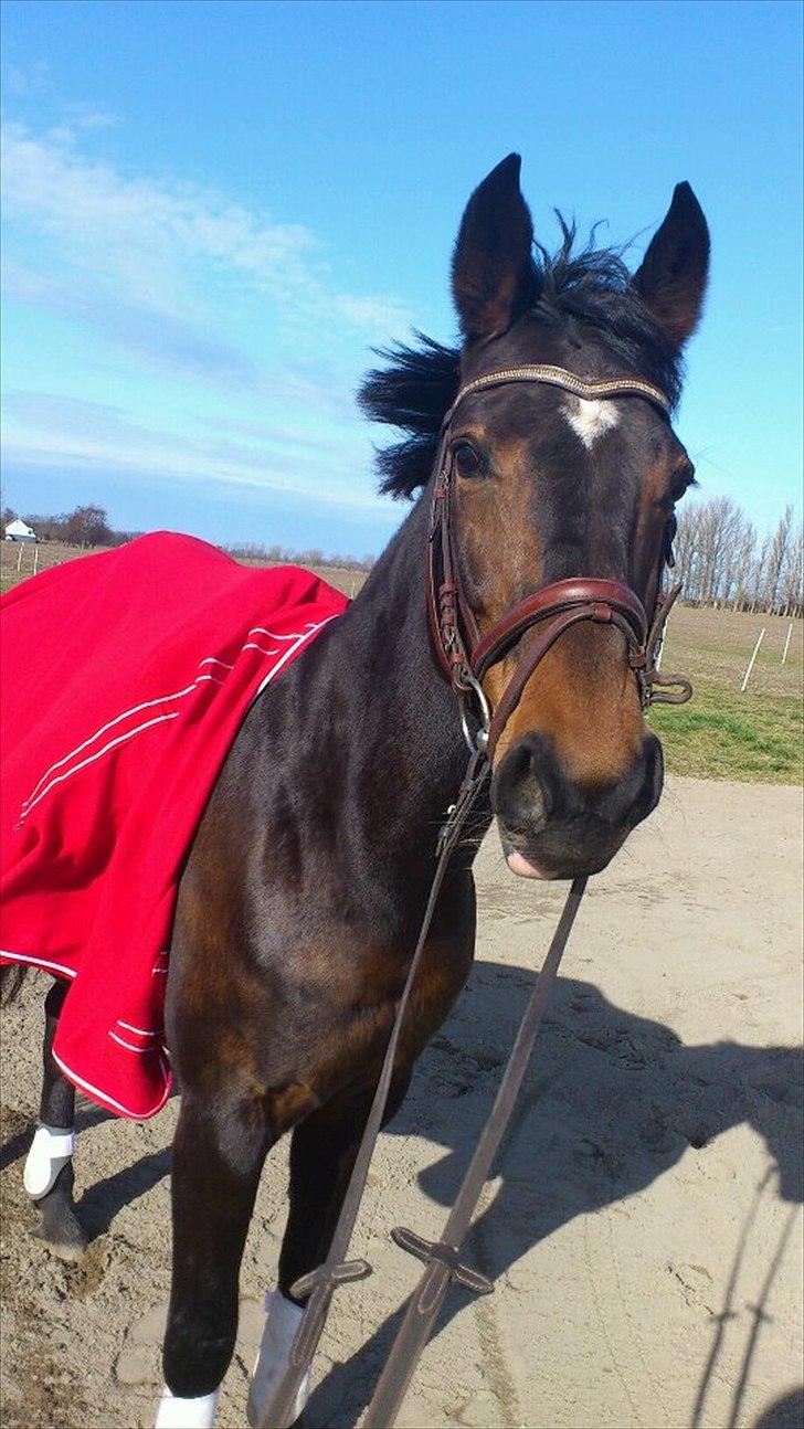 Westfaler Dolce Vita - Taget den 04-03-2012
Så smuk som hun er!;-) billede 5