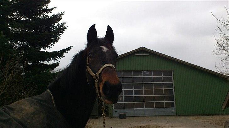 Westfaler Dolce Vita - Sjovt aftegn hun har ved mulen. billede 7