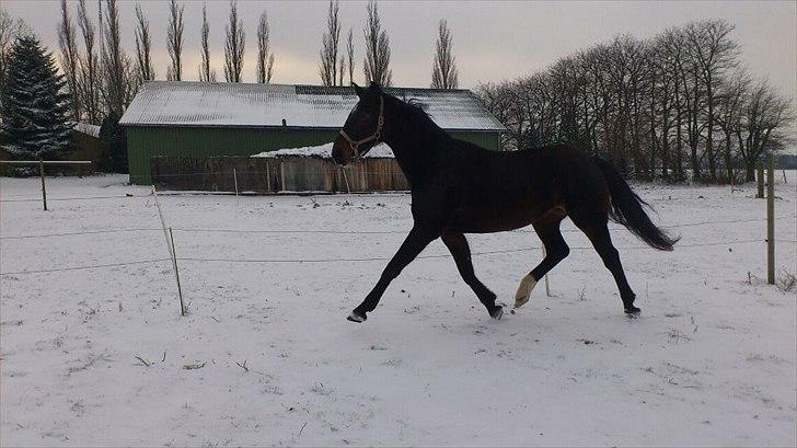 Westfaler Dolce Vita - Sys lige at hestene skulle have lov til at løbe lidt rundt uden dækken :-) 
-De nød det godt nok også! billede 8