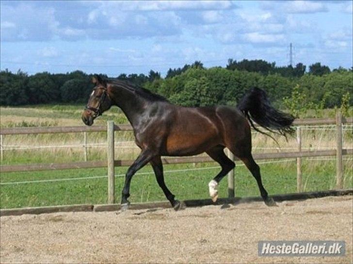 Westfaler Dolce Vita - Billedet er  lånt af gamle ejer :-) billede 10