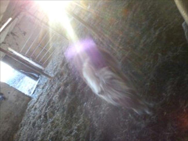 Shetlænder Frederik - Frederik er bare så ubeskrivelig dejlig jeg er så taknemlig for at jeg må ride på ham <3  billede 10