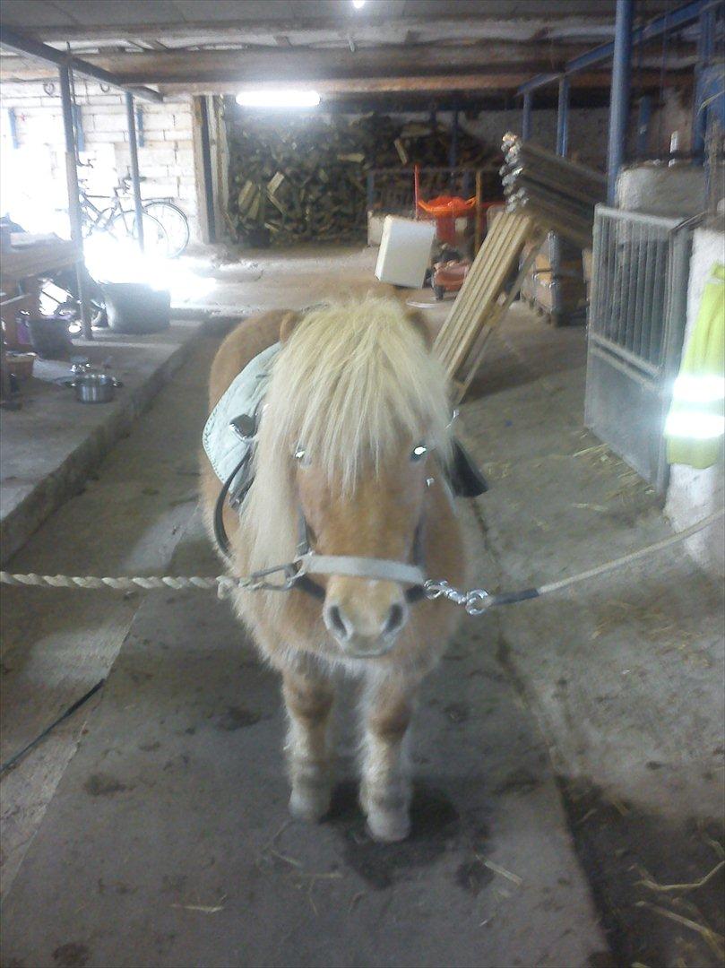 Shetlænder Frederik - Så er vi næsten klar til en ride tur:-) mangler bare hovedtøjet  billede 11