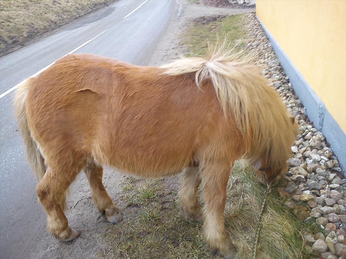 Shetlænder Frederik - frederik efter en ridetur med både skridt, trav og galop<3 dygtig dreng :-* billede 12