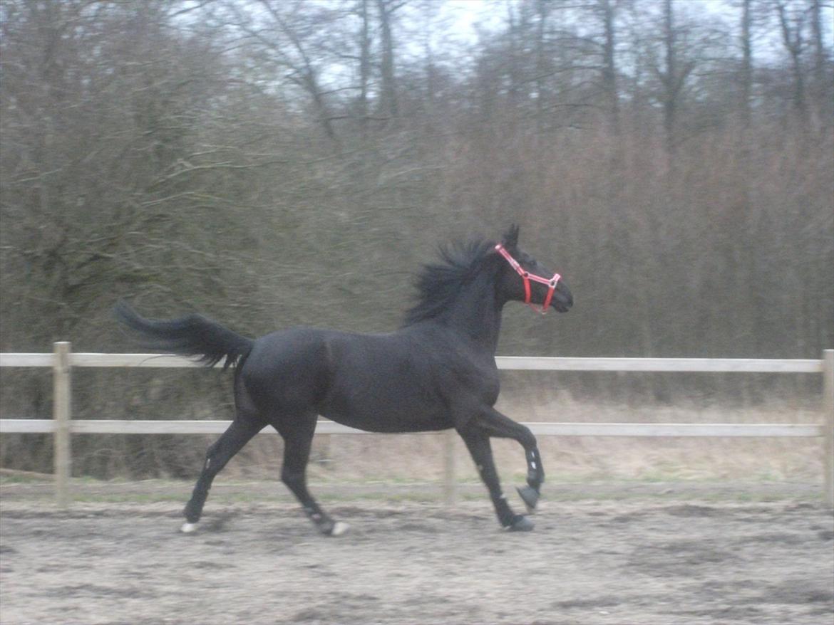 Anden særlig race Dronning Lara R.I.P. billede 14