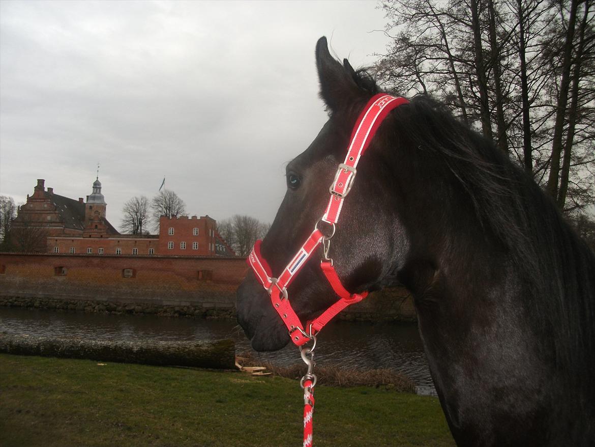 Anden særlig race Dronning Lara R.I.P. billede 15