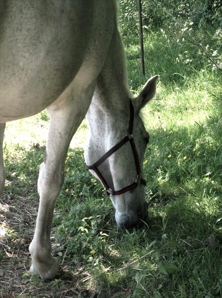 Anden særlig race COCO'S NEW IMAGE~Soulmate - Mit elskelige dyr <3
Foto: Mette Andersen. billede 19