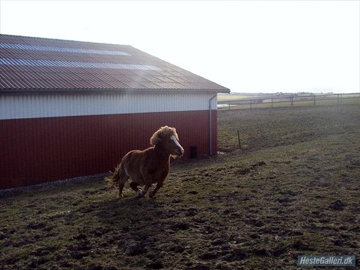 Shetlænder perle solgt billede 6