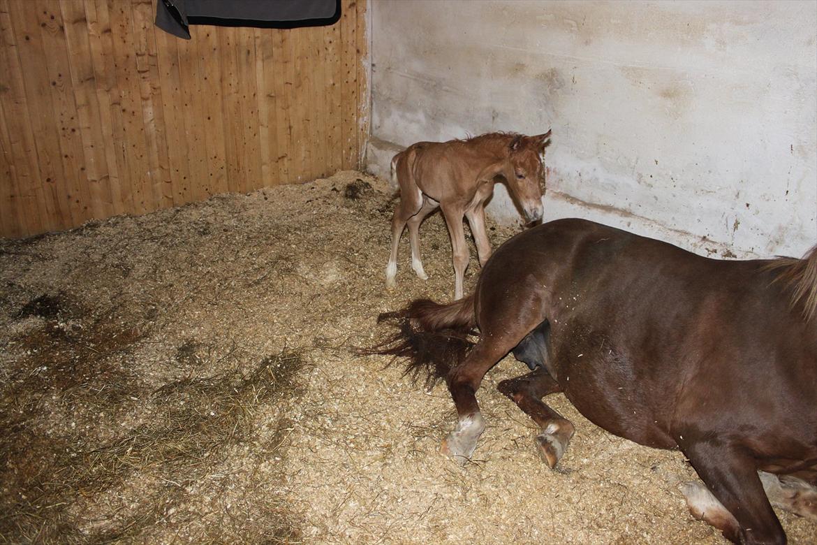 New Forest AH´s Golden Nemo billede 8