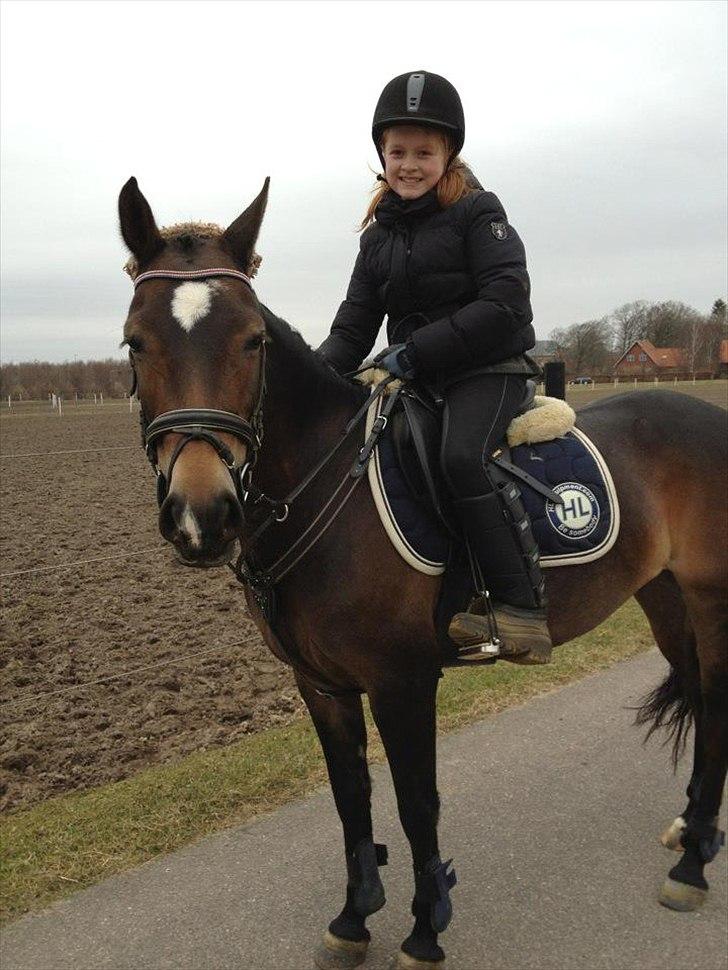Welsh Cob (sec D) Vlietstede Brilliant Idris - Da jeg så Idris igen!:') Jeg savner dig min smukke pige ! <3
Foto: Stefanie Ulsted billede 3
