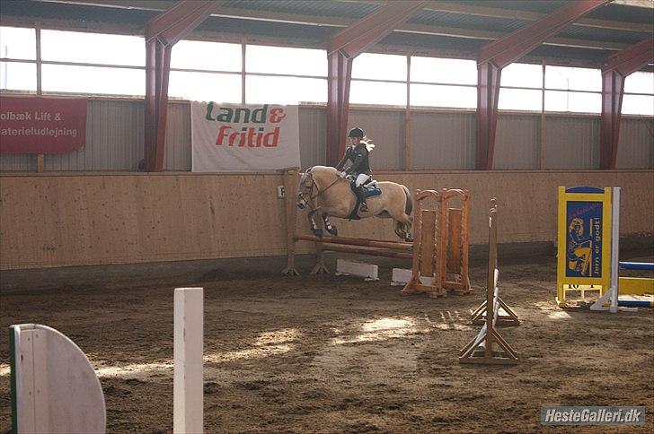 Fjordhest Dalargutt aka Gutti/Gutten - Første c- stævne. AAGS 3/3-12
Her i LC (80cm) billede 12